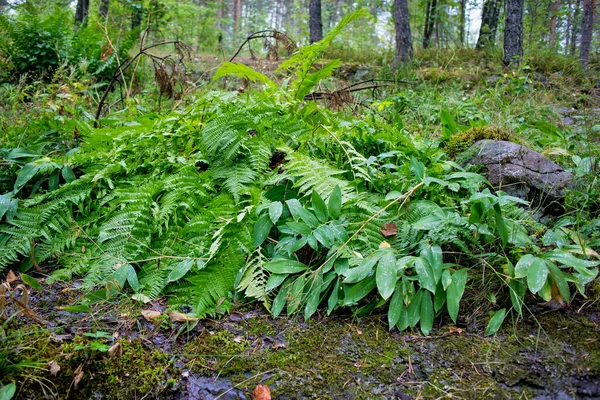 カレリアの森の中の雨の中で 谷のシダの茂みやユリの葉 — ストック写真