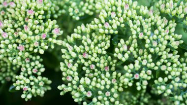 Bahçede küçük lağım suları olan yeşil bir arka plan. Doğa fon, botanik konsept. Sulu Sedum Altın Yosunu, parlak ve güzel yeşil toprak örtüsü