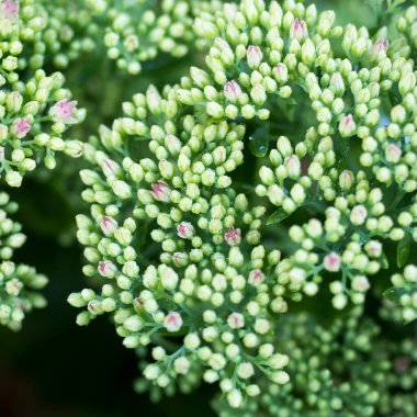 Bahçede küçük lağım suları olan yeşil bir arka plan. Doğa fon, botanik konsept. Sulu Sedum Altın Yosunu, parlak ve güzel yeşil toprak örtüsü