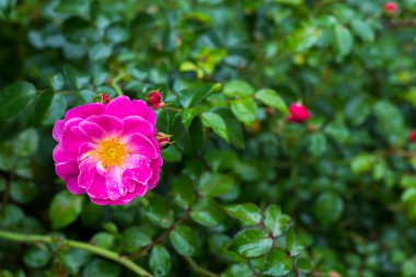 Bahçedeki yeşil arka planda şakayık gülü. Yaz ve bahar fantezi çiçeği arka planı. Geniş format, tasarım için boş alan. Çiçek arka plan kavramı