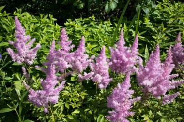 Astilbe Saxifragaceae Işıltılı olmayan bir çiçek Yaz güzel dokusu bulanık arkaplan Sahte Spiraea, tuzla