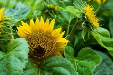 Bulutlu bir gökyüzüne karşı ayçiçeği tarlasında gün batımı. Güzel yaz manzarası.