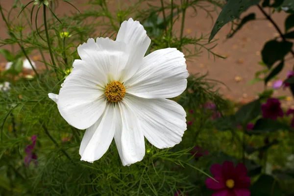 Cosmos Blanco Sobre Fondo Verde Jardín Después Lluvia Fondo Flor — Foto de Stock