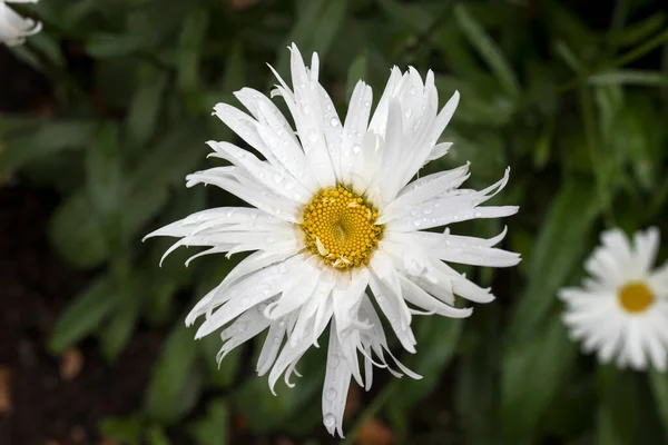 White Daisy Green Background Garden Rain Summer Spring Fantasy Flower — Stock Photo, Image