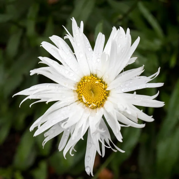 White Daisy Green Background Garden Rain Summer Spring Fantasy Flower — Stock Photo, Image