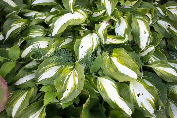 Hosta Género Plantas Comúnmente Conocidas Como Hostas Lirios Plátano Ocasionalmente — Foto de Stock