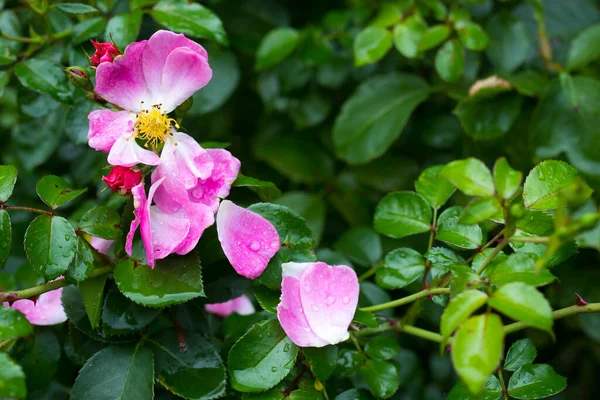 Pivoine Rose Sur Fond Vert Dans Jardin Fond Fleur Fantaisie — Photo