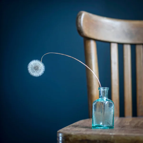 Getrockneter Löwenzahn Einer Kleinen Glasflasche Auf Einem Hölzernen Wiener Stuhl — Stockfoto