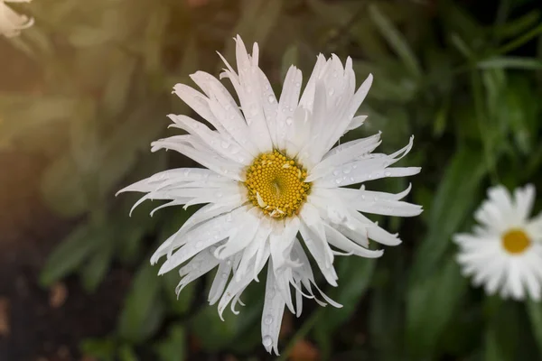 White Daisy Green Background Garden Rain Summer Spring Fantasy Flower — Stock Photo, Image