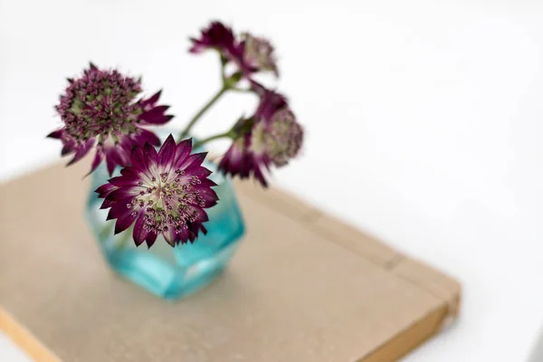 Küçük Bir Şişe Yeşil Bardakta Mor Astrantia Çiçeği — Stok fotoğraf