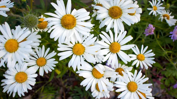 Wide Frame White Field Daisies Field — Stock Photo, Image