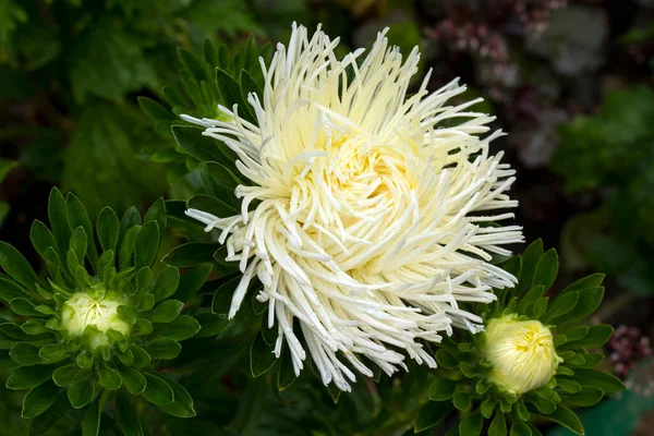 庭の緑の背景に白いキャスター 夏と春のファンタジーの花の背景 広いフォーマット デザインのためのフリースペース 花の背景概念 — ストック写真