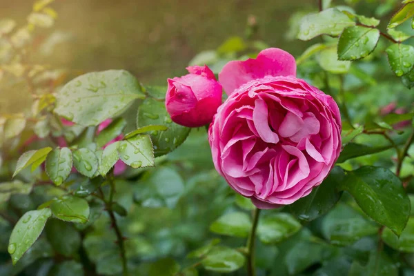 Pion Steg Grön Bakgrund Trädgården Sommar Och Vår Fantasi Blomma — Stockfoto