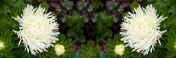 Margarida Branca Fundo Verde Jardim Após Chuva Verão Primavera Fantasia — Fotografia de Stock