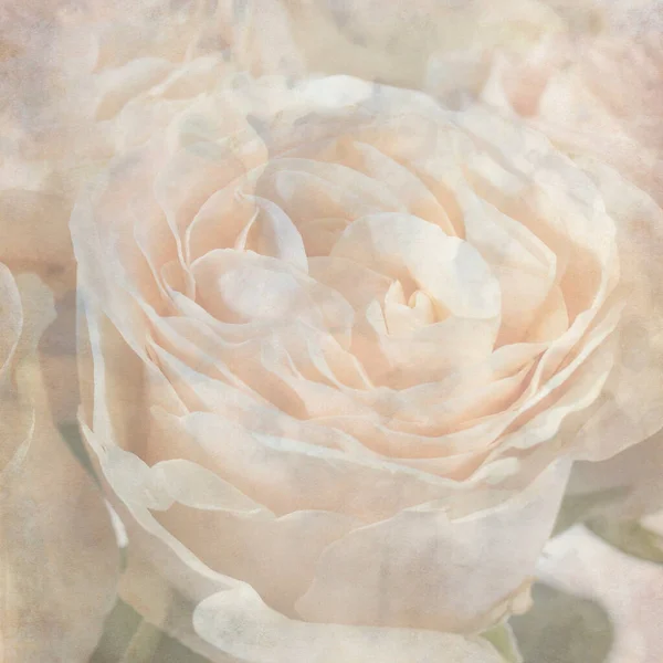 Texturované Staré Papírové Pozadí Kyticí Růží — Stock fotografie