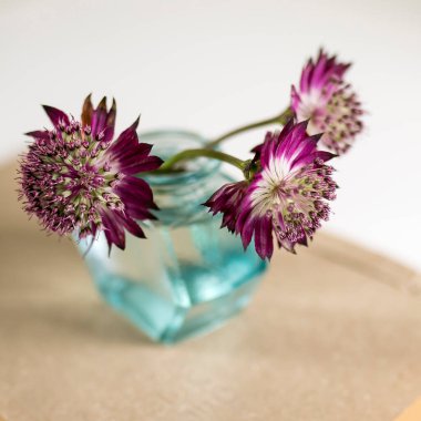 Küçük bir şişe yeşil bardakta mor astrantia çiçeği.