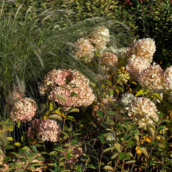 Gedroogde Groene Hortensia Tuin Lagere Achtergrond Herfst — Stockfoto