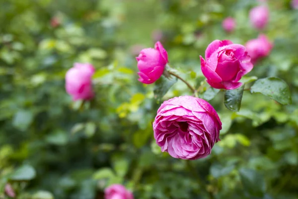 Pion Steg Grön Bakgrund Trädgården Sommar Och Vår Fantasi Blomma — Stockfoto