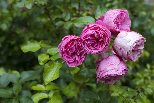 Pivoine Rose Sur Fond Vert Dans Jardin Fond Fleur Fantaisie — Photo