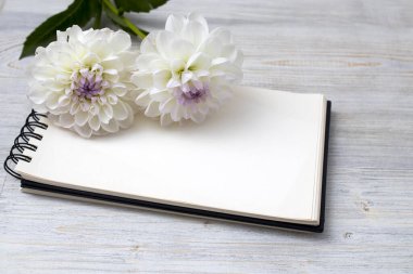 Gri arka planda iki beyaz yıldız çiçeği. Uzayı kopyala Metin için boş alan. Bahar Defteri