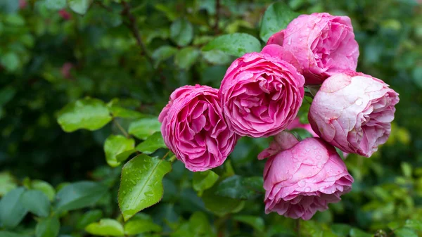 Pivoine Rose Sur Fond Vert Dans Jardin Fond Fleur Fantaisie — Photo