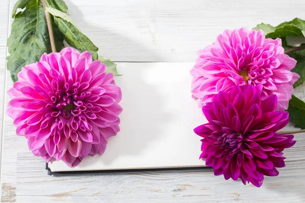 Tres Dalias Otoño Púrpura Sobre Fondo Tabla Texturizado Gris Madera — Foto de Stock