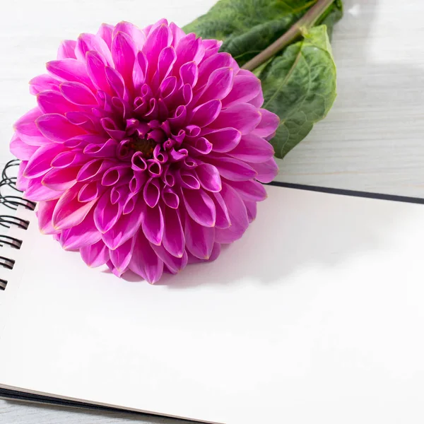 Purple autumn dahlias on the grey notebook on the grey wooden table. Copy space