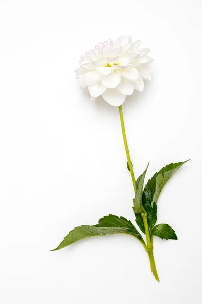 Dalie Autunnali Bianche Isolate Sfondo Bianco Copia Spazio — Foto Stock