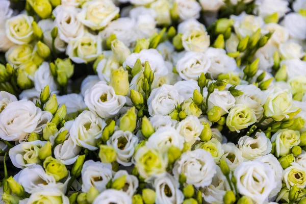 Narin bir buket beyaz ve kremalı Eustoma çiçeği..