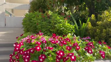 Catharanthus roseus is used to decorate flower beds, landscape design