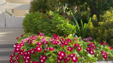 Catharanthus roseus is used to decorate flower beds, landscape design