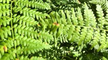 A slow-motion camera moves from top to bottom over fern leaves in the forest