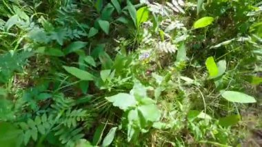 The camera moves through a meadow with wild grasses