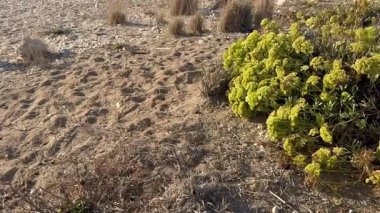Rock samphire on the Mediterranean seashore sways in the strong wind. Footprints are visible in the sand.