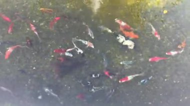 Kırmızı balık kirli bir gölde yüzer..