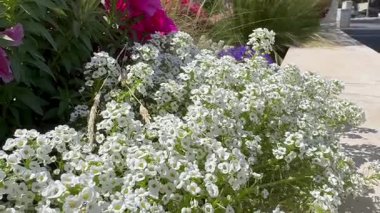 Lobularia maritima, Brassicaceae familyasından bir bitki türü..
