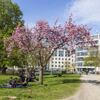 Berlin, Almanya, 5 Mayıs 2025, İlkbahar Pembe kiraz çiçeklerinin açtığı büyüleyici bir parkta. Ziyaretçiler çimenli alanlarda güneşleniyorlar..