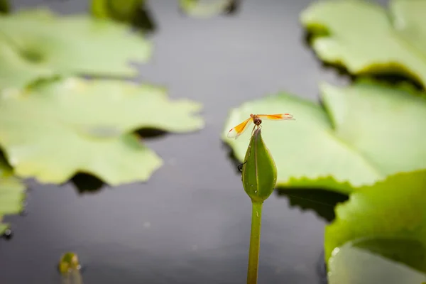 蓮の花やトンボ — ストック写真