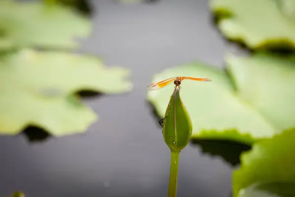 Lotusbloem en dragonfly — Stockfoto