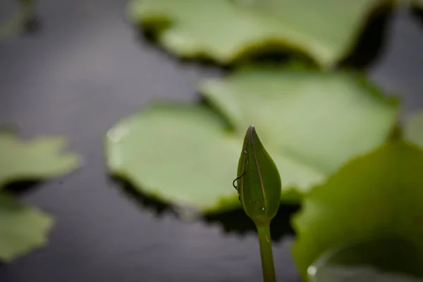 Lotus flower and dragonfly — Stock Photo, Image