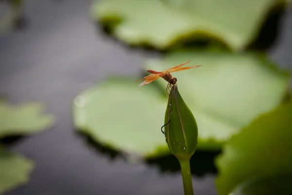 Άνθος λωτού και dragonfly — Φωτογραφία Αρχείου