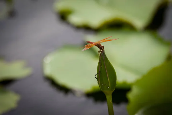 蓮の花やトンボ — ストック写真