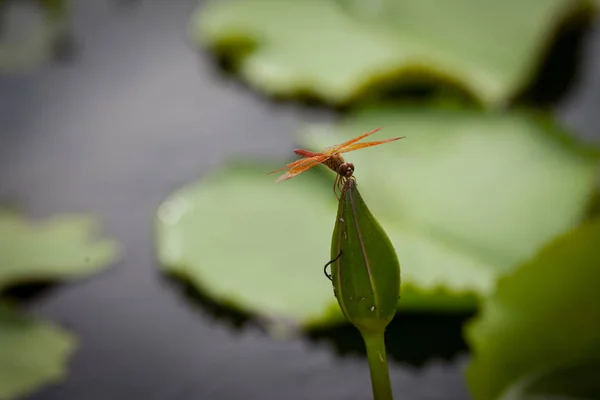 Lotusblomma och dragonfly — Stockfoto