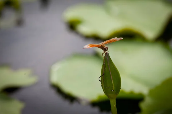 Lotus flower and dragonfly — Stock Photo, Image