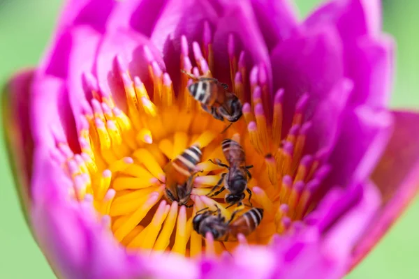 Fiore di loto e ape — Foto Stock