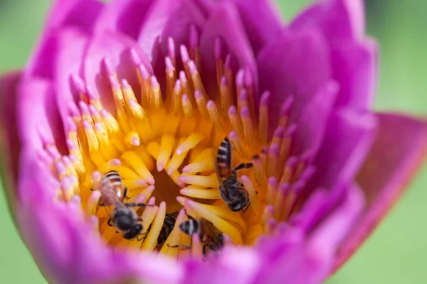 Fiore di loto e ape — Foto Stock