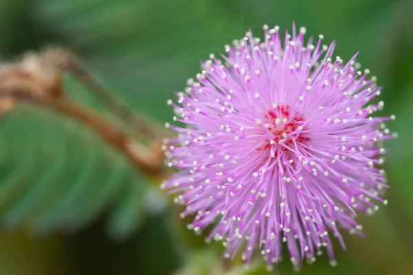 Mimoza kwiaty — Zdjęcie stockowe