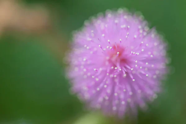 ミモザの花 — ストック写真