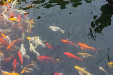 Göldeki koi