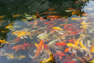 Göldeki koi